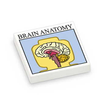 Poster Anatomie Cerveau Figurine imprimé sur Brique Plate lisse Lego® 2x2 - Blanc